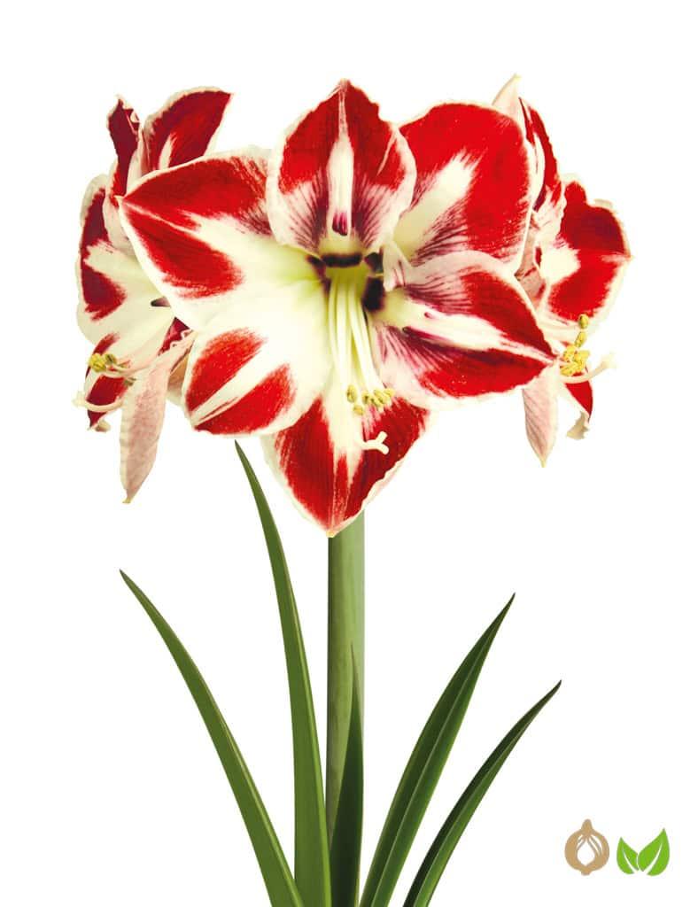 Amaryllis Amorita Esus (Drysales)