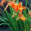 Crocosmia Carmine Brilliant