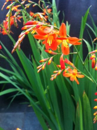 Crocosmia xcrocosmiiflora Carmine Brilliant  - bag