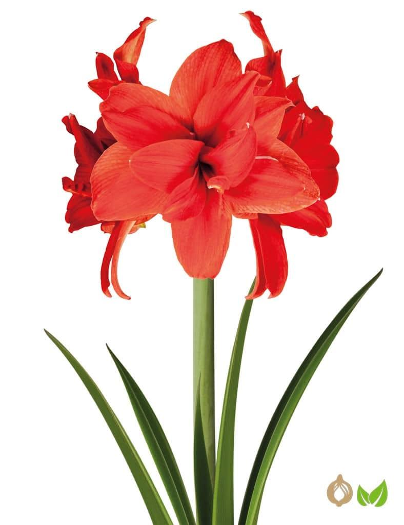 Amaryllis Double Red (Drysales)