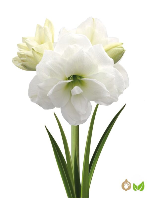 Double White