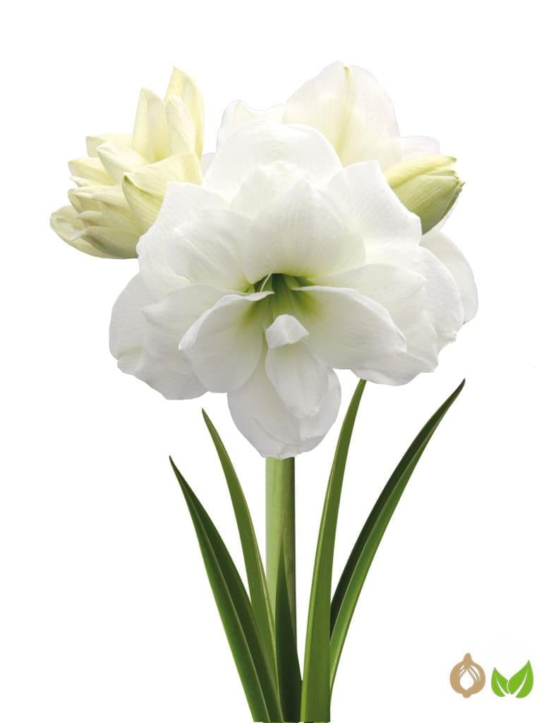 Amaryllis Double White (Drysales)