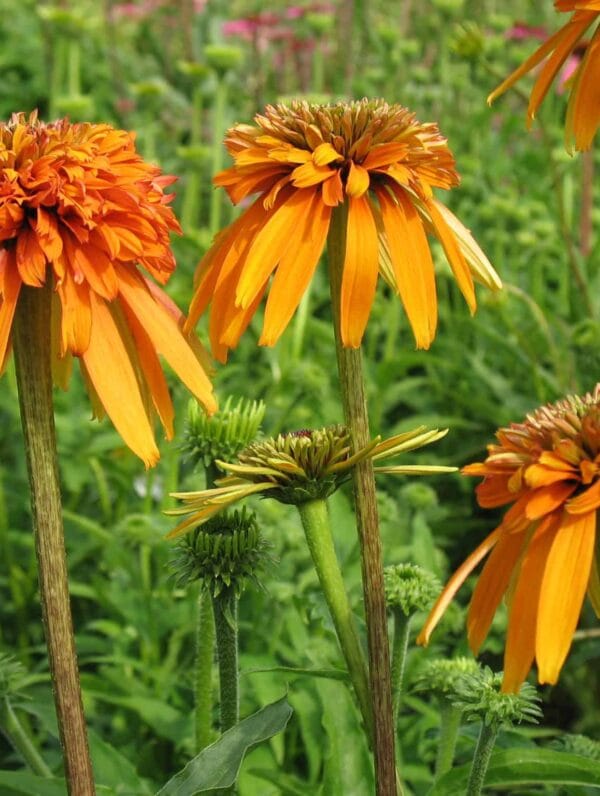 Echinacea Marmalade - bag