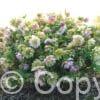 Helleborus Double Mix