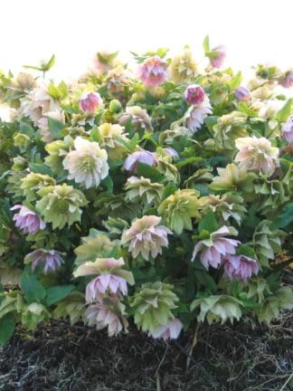 Helleborus Double mix - bag