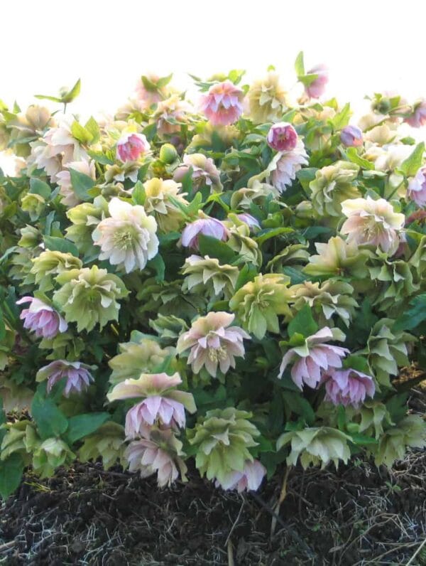 Helleborus Double mix - bag