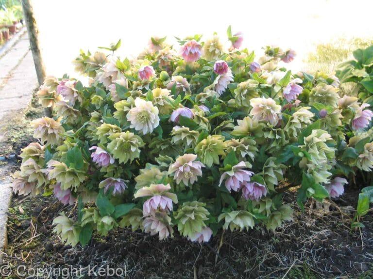 Helleborus Double Mix