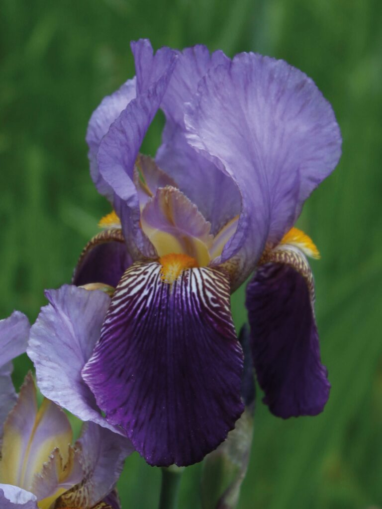 Iris Alcazar