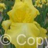 Iris Harvest of Memories