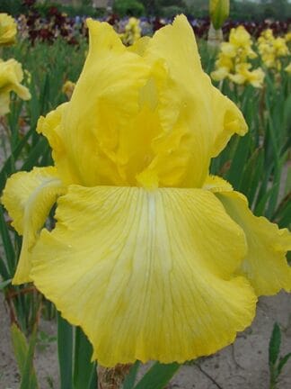 Iris Harvest of Memories - bag