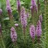 Liatris spicata