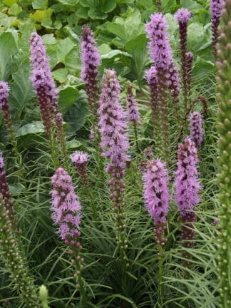Liatris spicata spicata - bag