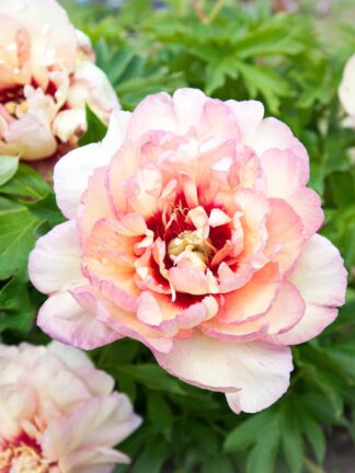 Paeonia Callies Memory - bag