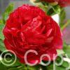 Paeonia Henry Bockstoce