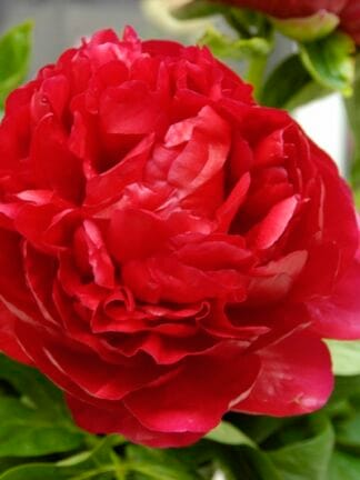 Paeonia Henry Bockstoce - bag