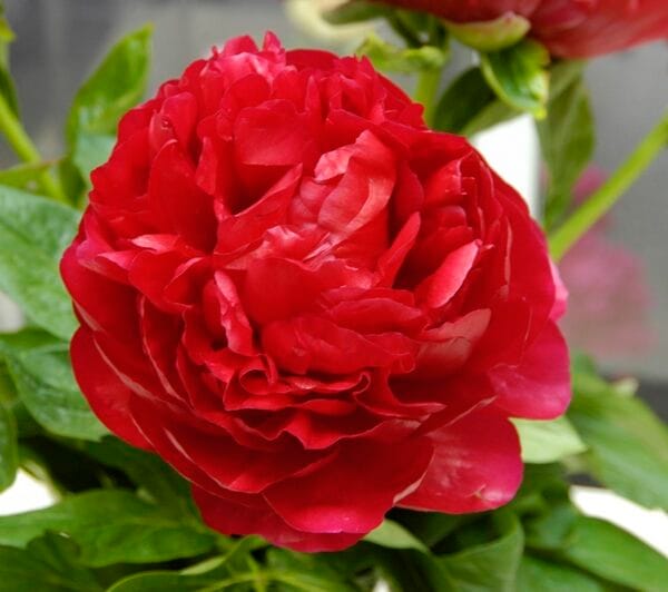 Paeonia Henry Bockstoce - case