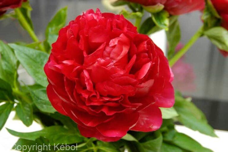 Paeonia Henry Bockstoce