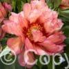 Paeonia Hillary
