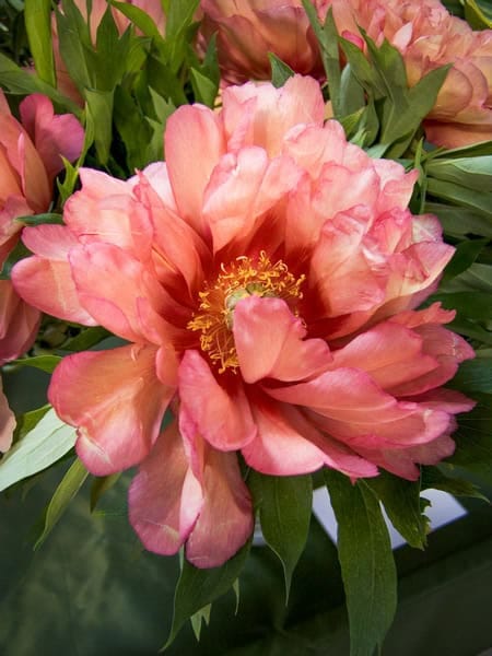 Paeonia Hillary