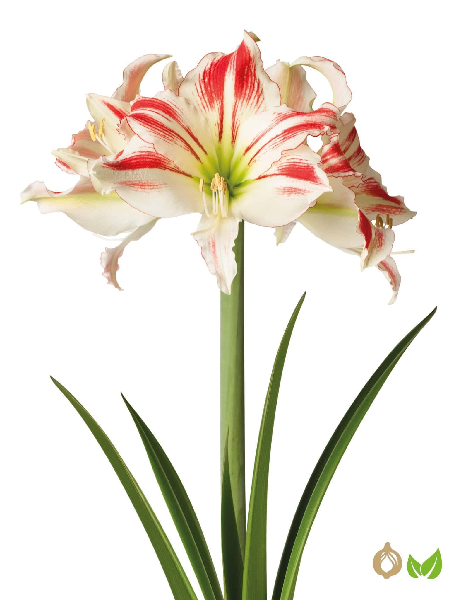 Amaryllis Amorice (Drysales)