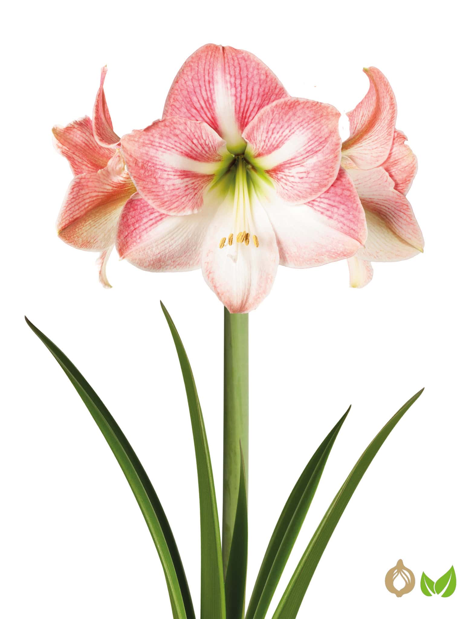 Amaryllis Apple Blossom (Drysales)