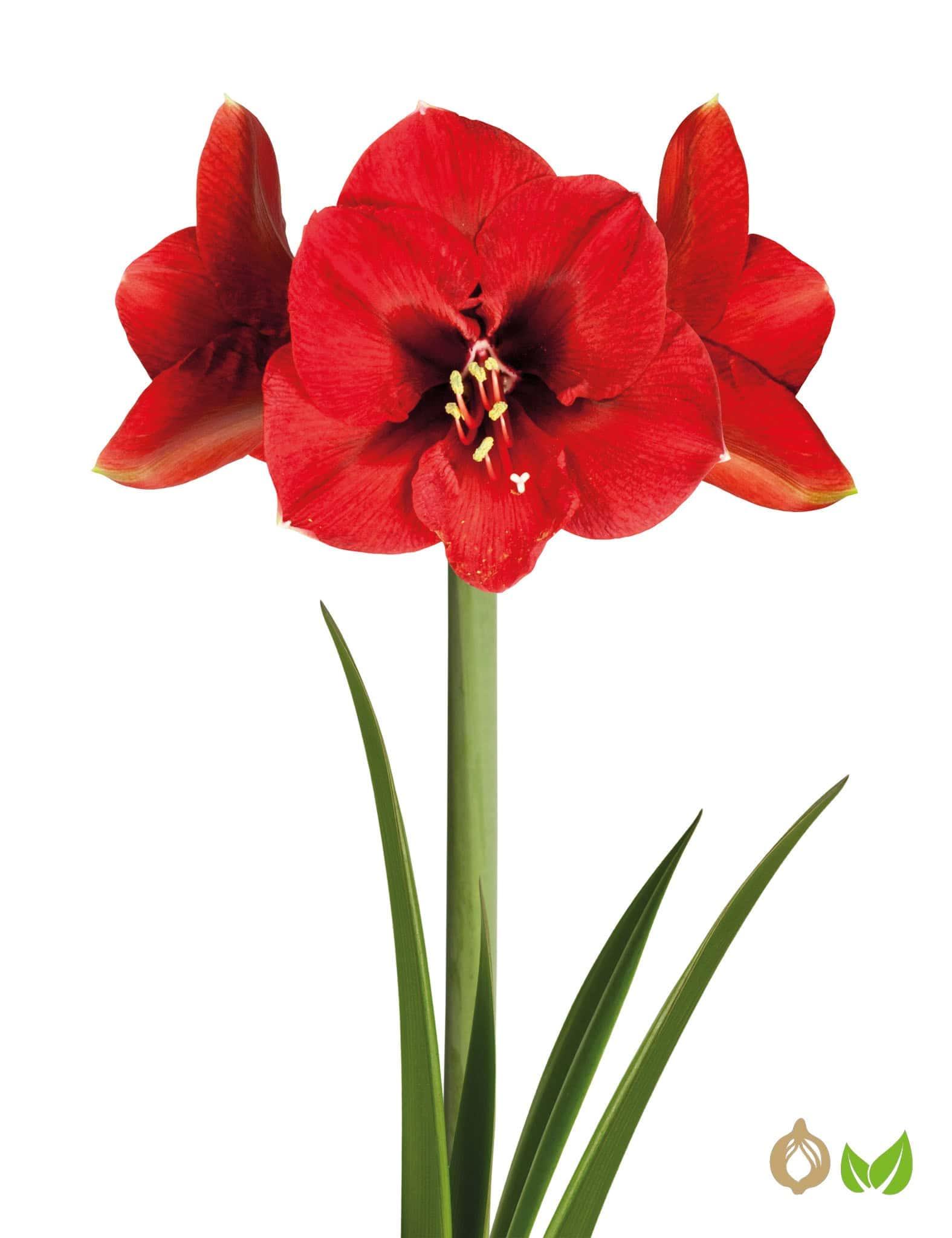 Amaryllis Ferrari (Drysales)