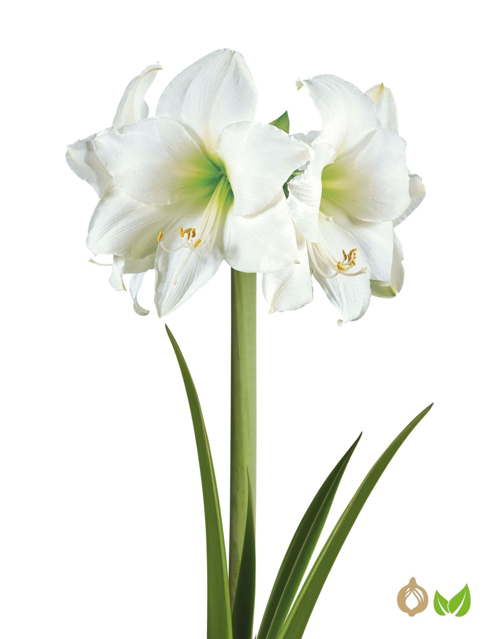 Amaryllis Intokazi (Drysales)