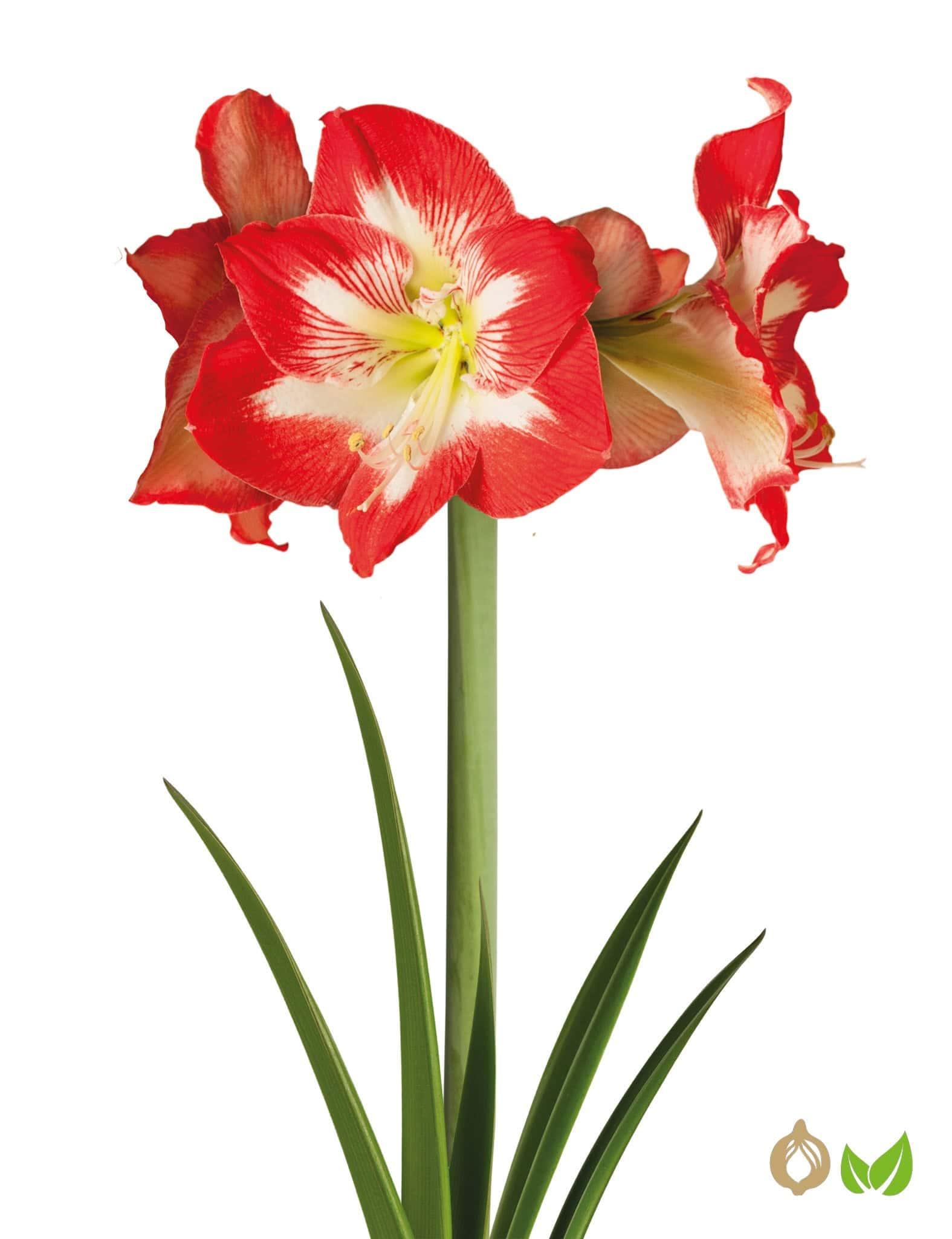 Amaryllis Minerva (Drysales)