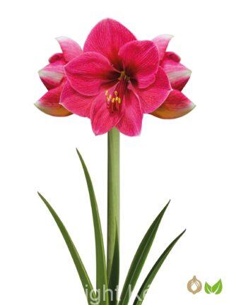 Amaryllis Pink