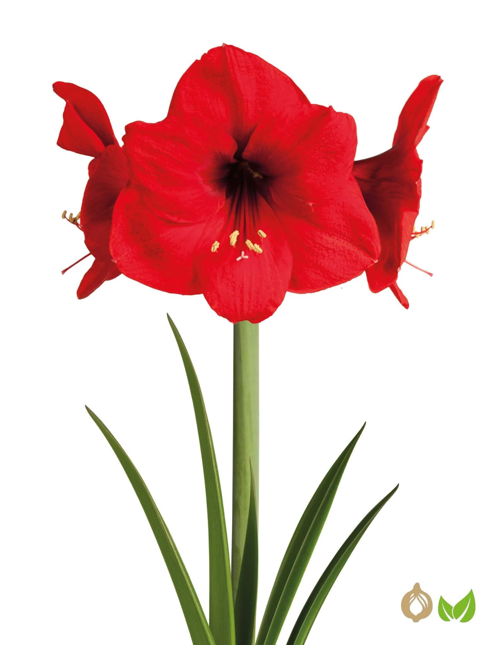 Amaryllis Red Lion (Drysales)