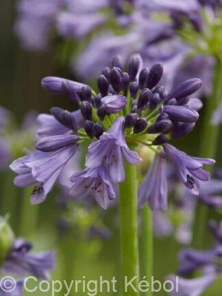 Agapanthus Poppin Purple - bag