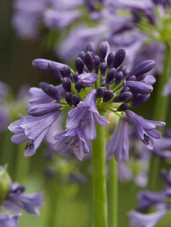 Agapanthus Poppin Purple