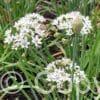 Allium Cliffs of Dover