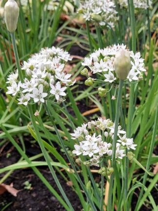 Allium Cliffs of dover - case