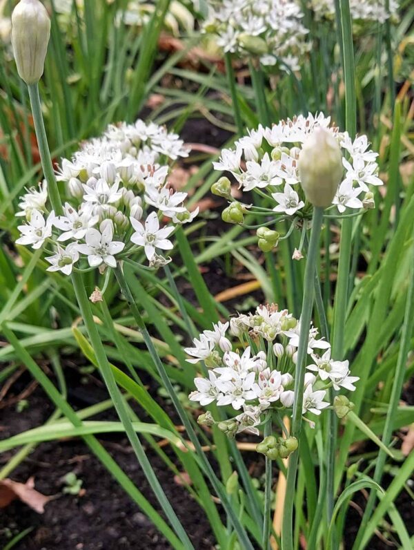 Allium Cliffs of dover