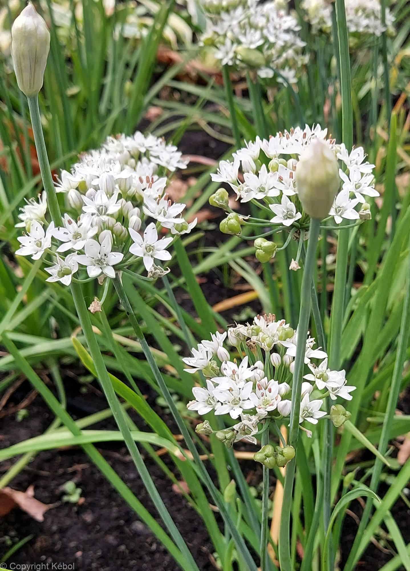 Allium Cliffs of Dover