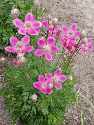 Anemone Spring Beauty Pink - bag
