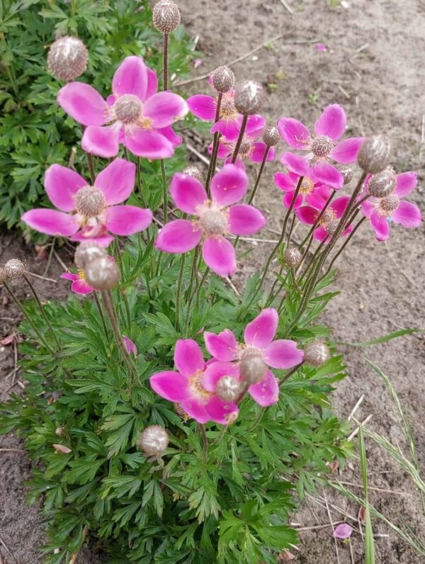 Anemone Spring Beauty Pink