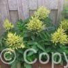 Aruncus Sparkles