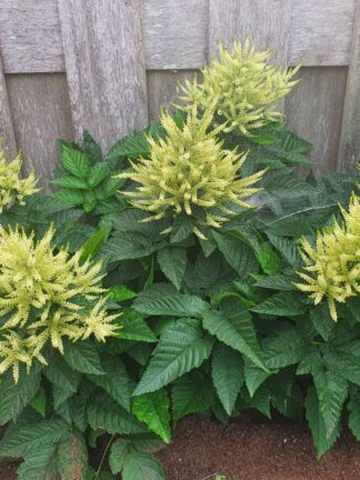 Aruncus Sparkles - case