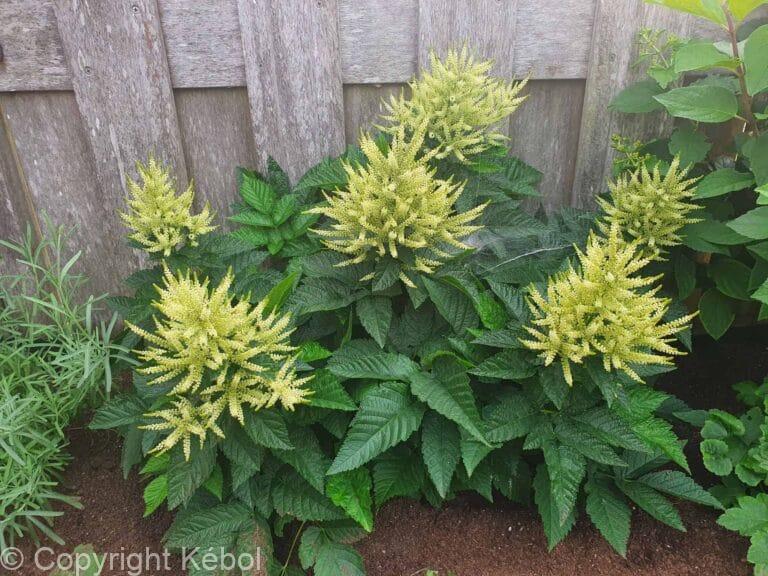 Aruncus Sparkles