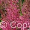 Astilbe Coral Island