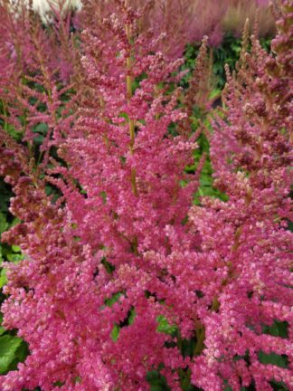 Astilbe Coral Island - bag