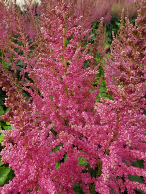Astilbe Coral Island