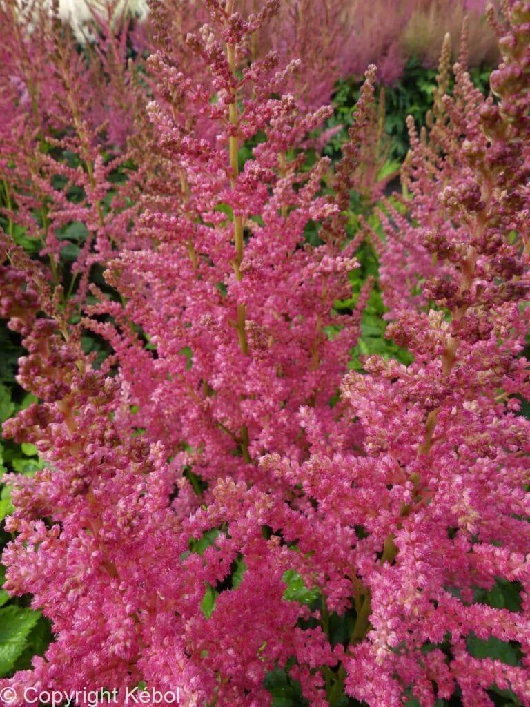 Astilbe Coral Island