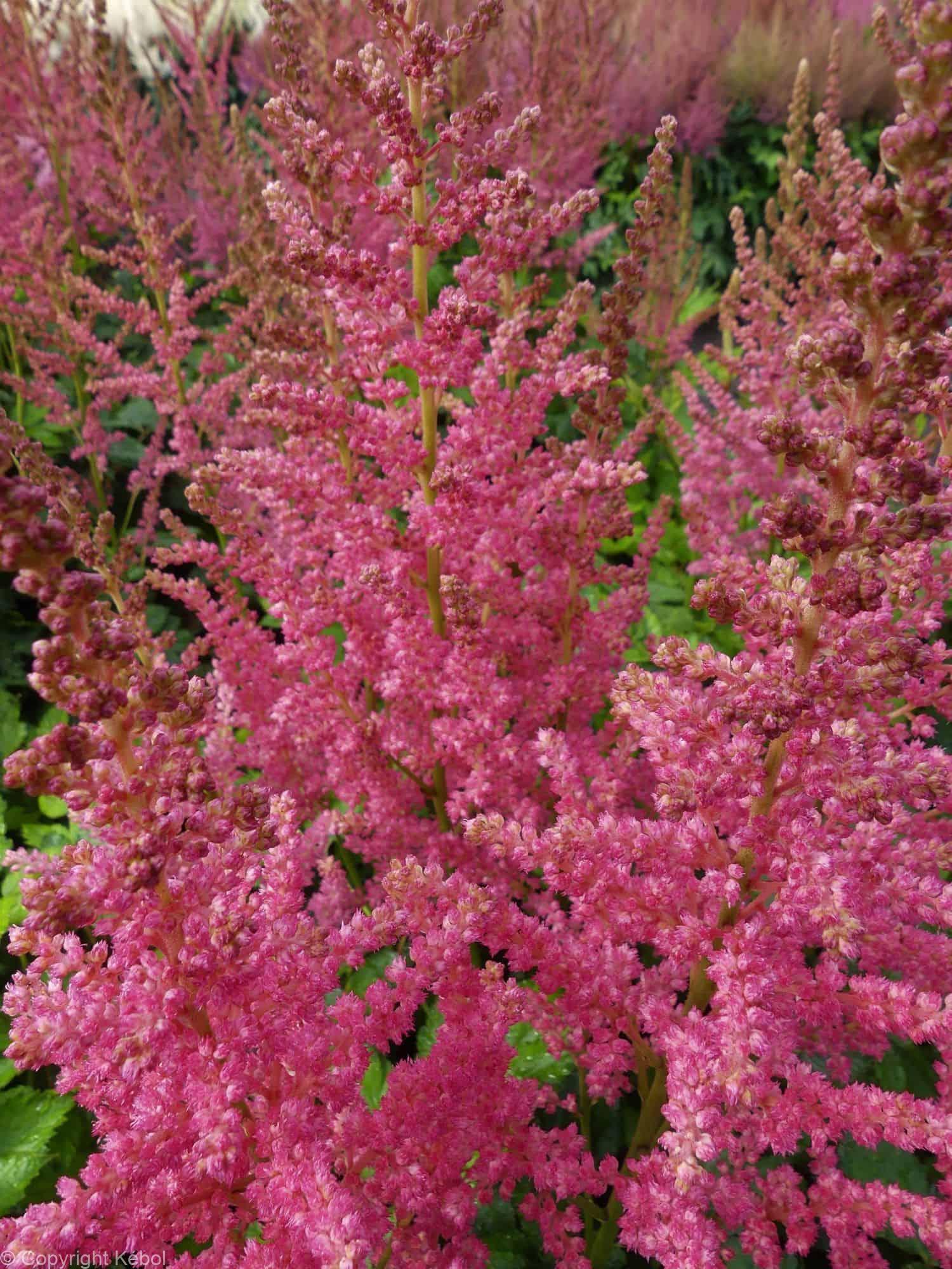 Astilbe Coral Island