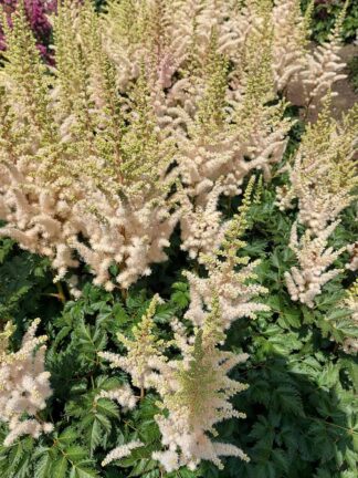 Astilbe Creamy Pearls - case