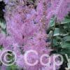Astilbe Ice Cream