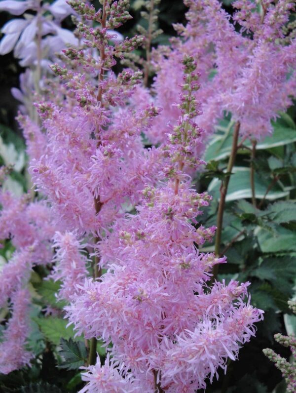 Astilbe Ice Cream