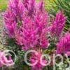Astilbe Nemo